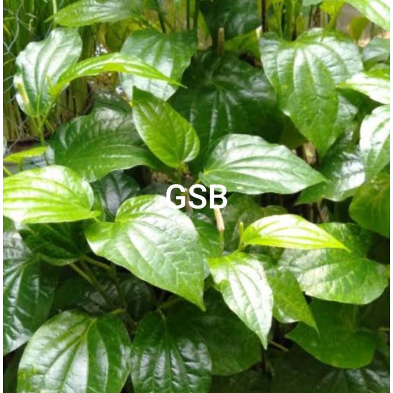 

Daun karuk daun sirih tanah segar 500 gram