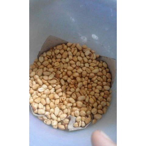 

Kacang Tujin