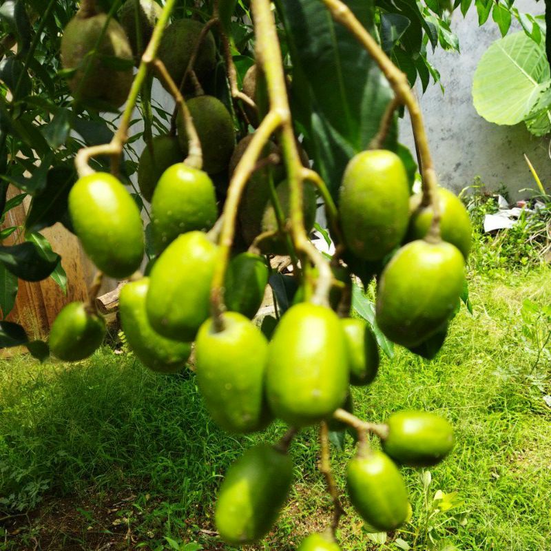 

kedondong
