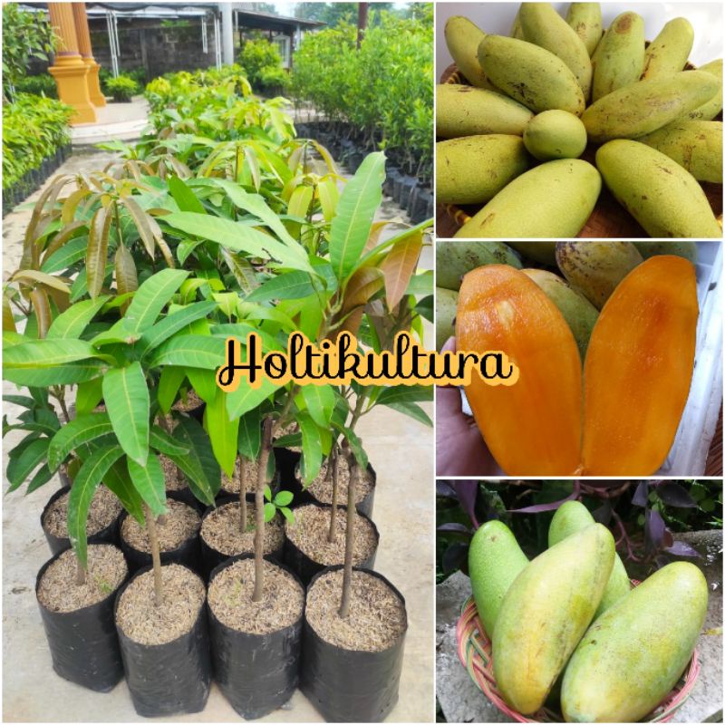 Bibit buah mangga golek Bella bibit