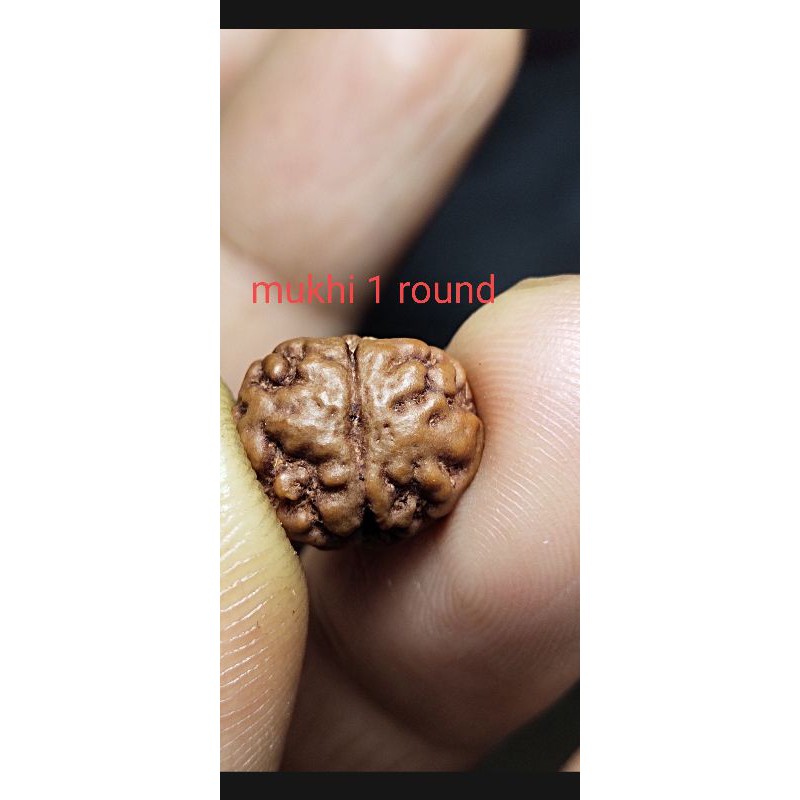 rudraksha mukhi 1 original