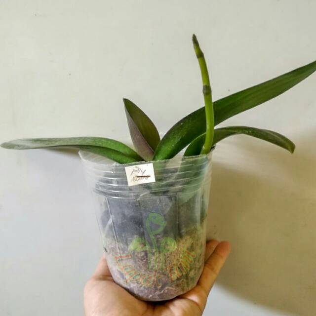  Bunga  Anggrek  Bulan Phaleanopsis Hybrid Spike Shopee  