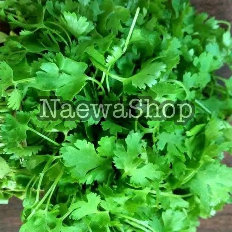 Daun Ketumbar Wansui Coriander Cilantro Segar 100 Gram Shopee Indonesia