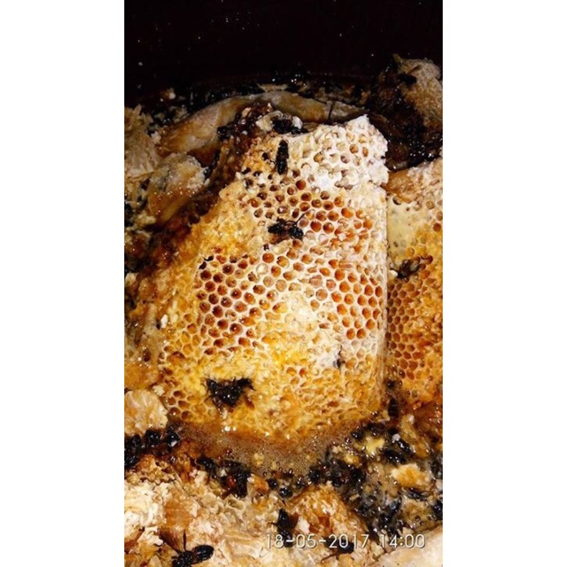 

Madu ASLI MURNI