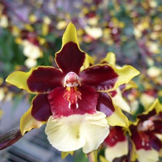Anggrek Oncidium Wildcat Rainbow Dewasa Siap berbunga dan Spike