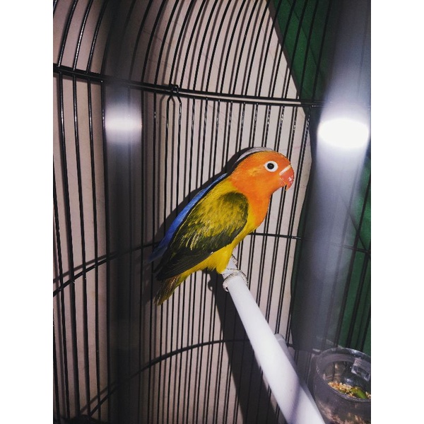 Lovebird vio euwing gold paud
