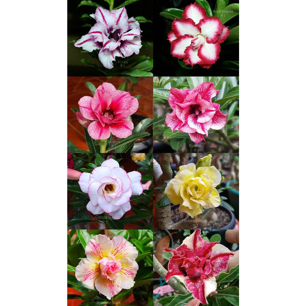 tanaman adenium grafting size a murah