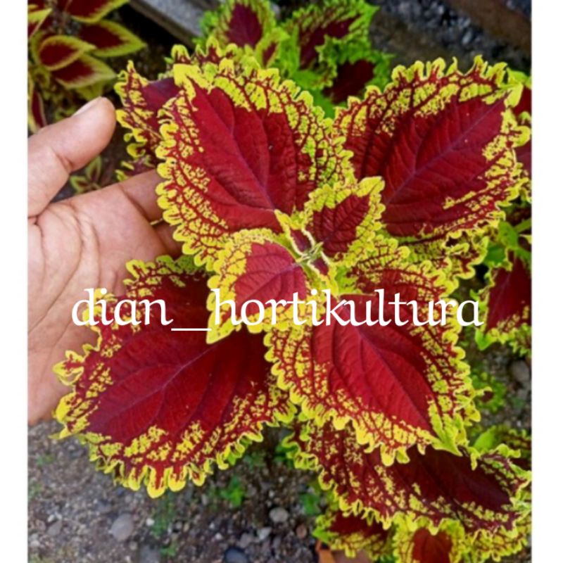 Bunga Miana Premium Langka Tanaman Hias Murah Miana Langka