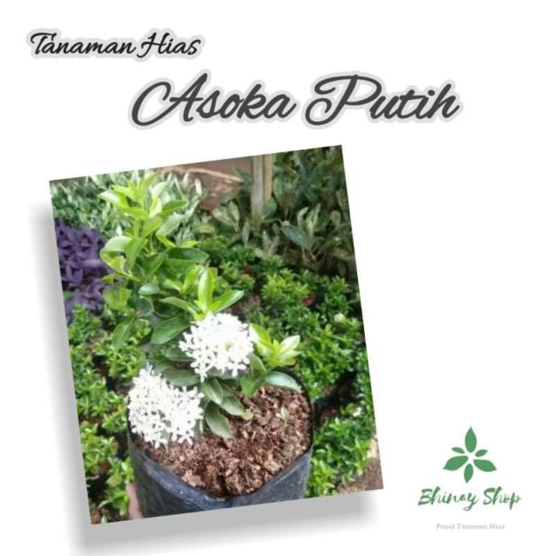Tanaman Hias Asoka Jabon Bunga Putih / Pohon Hias Asoka Jabon Bunga Putih / Asoka Jabon Bunga Putih