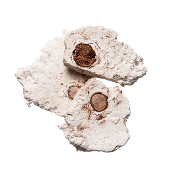 

10 G 50 GR 100 GRAM 茯神 FU SHEN INDIAN BREAD PORIA WITH HOSTWOOD