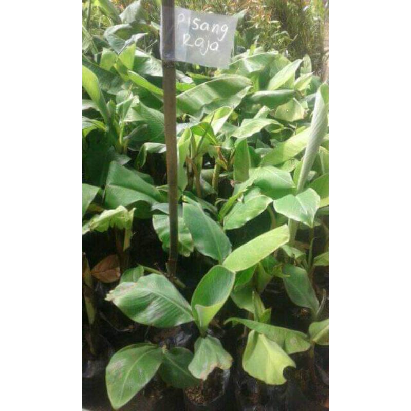 bibit pisang raja sajen