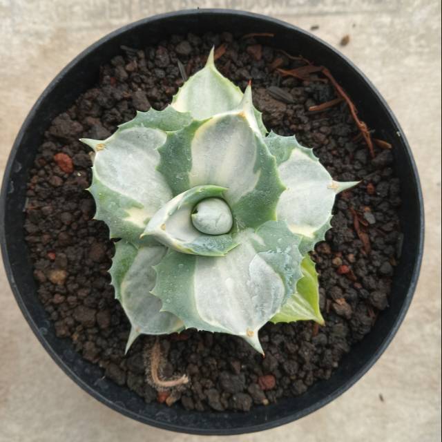 Agave Potatorum Shoji Raijin