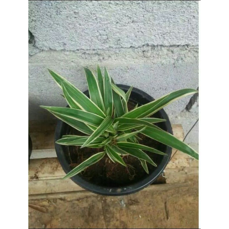 lili paris/rumpun kecil