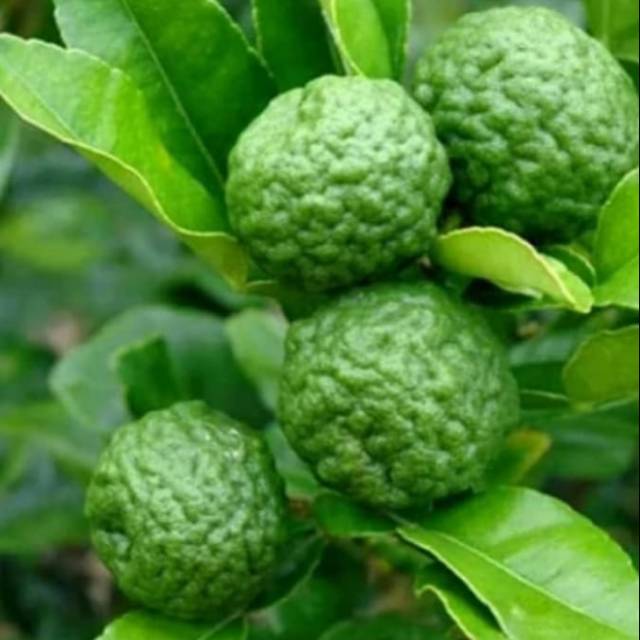 Pohon jeruk purut bibit pohon jeruk purut