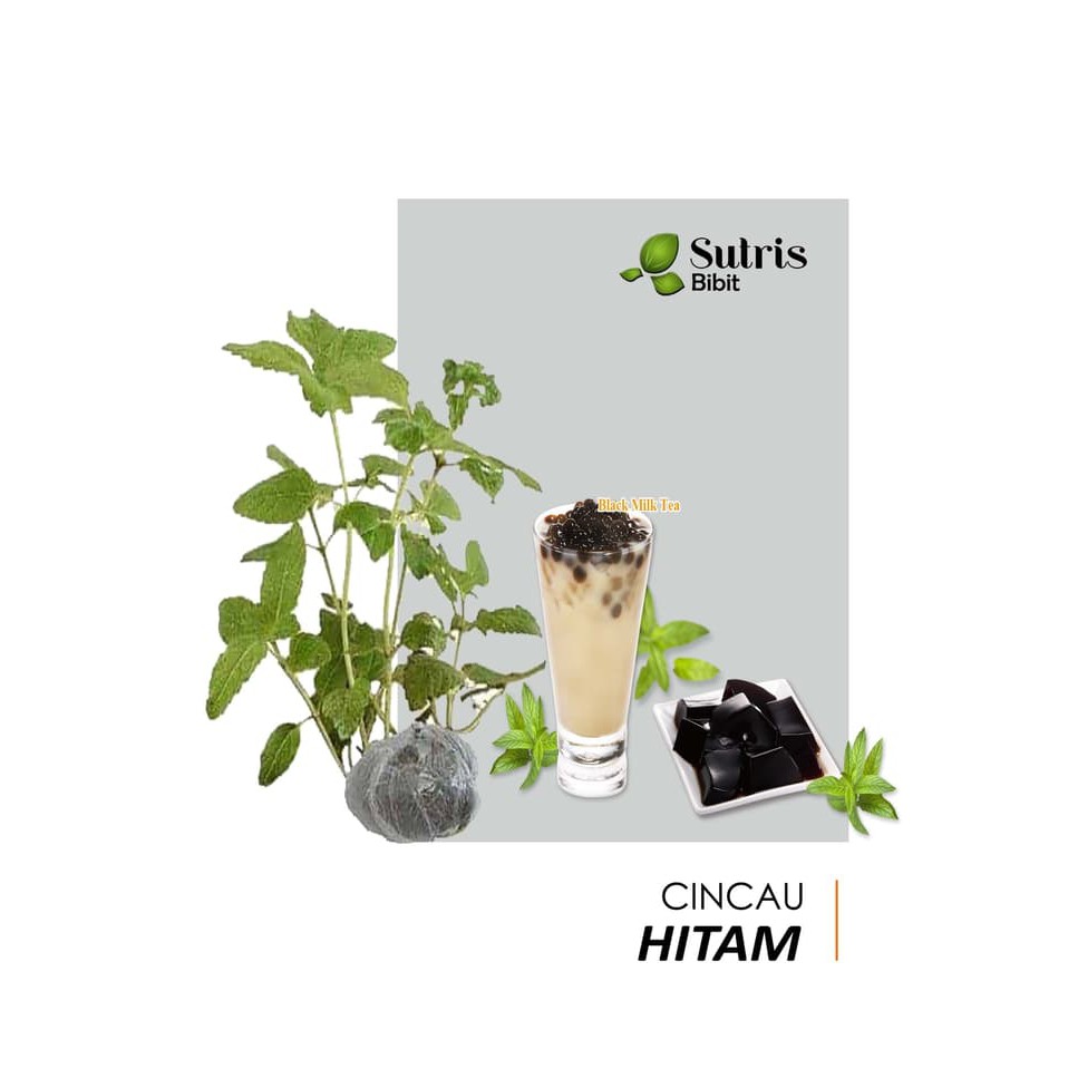 Bibit Cincau Hitam/Janggelan