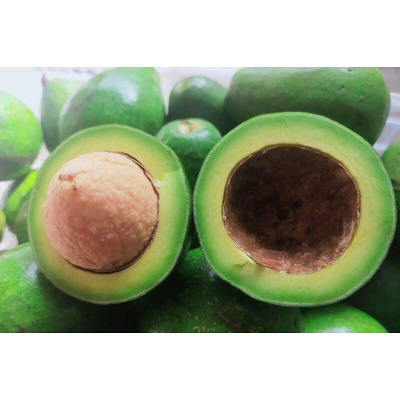 

alpukat mentega SUPER segar fres1 kg