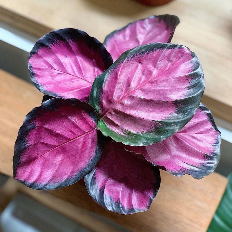Tanaman Hias CALATHEA CRIMSON import