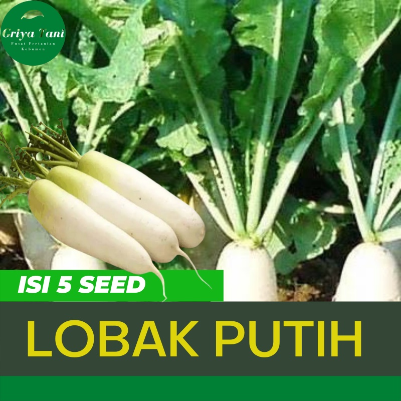 5 Benih Lobak Putih Super F1-Bibit Sayuran Lobak Putih Super F1