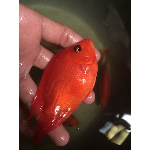 ikan perot/parrot