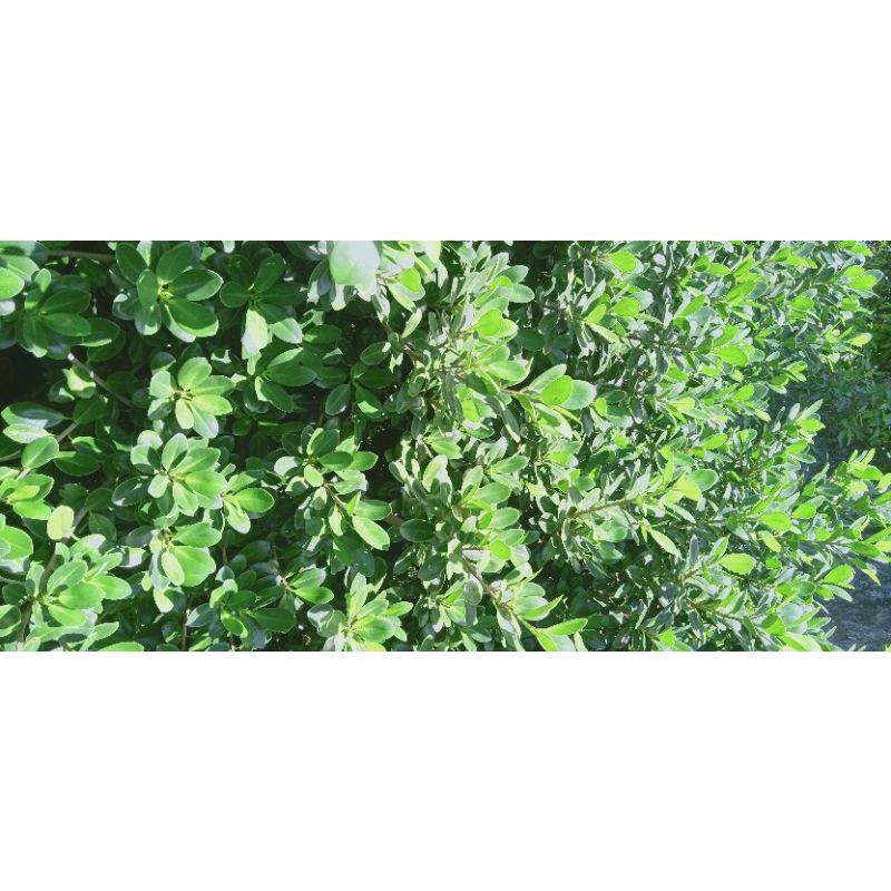 Beringin Korea / Ficus Coreana