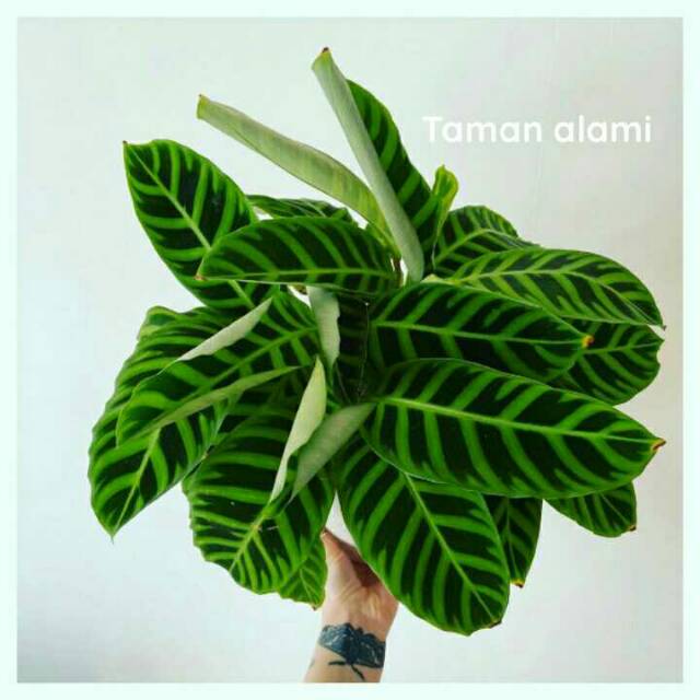 Tanaman hias calathea zebrina - calathea zebrina