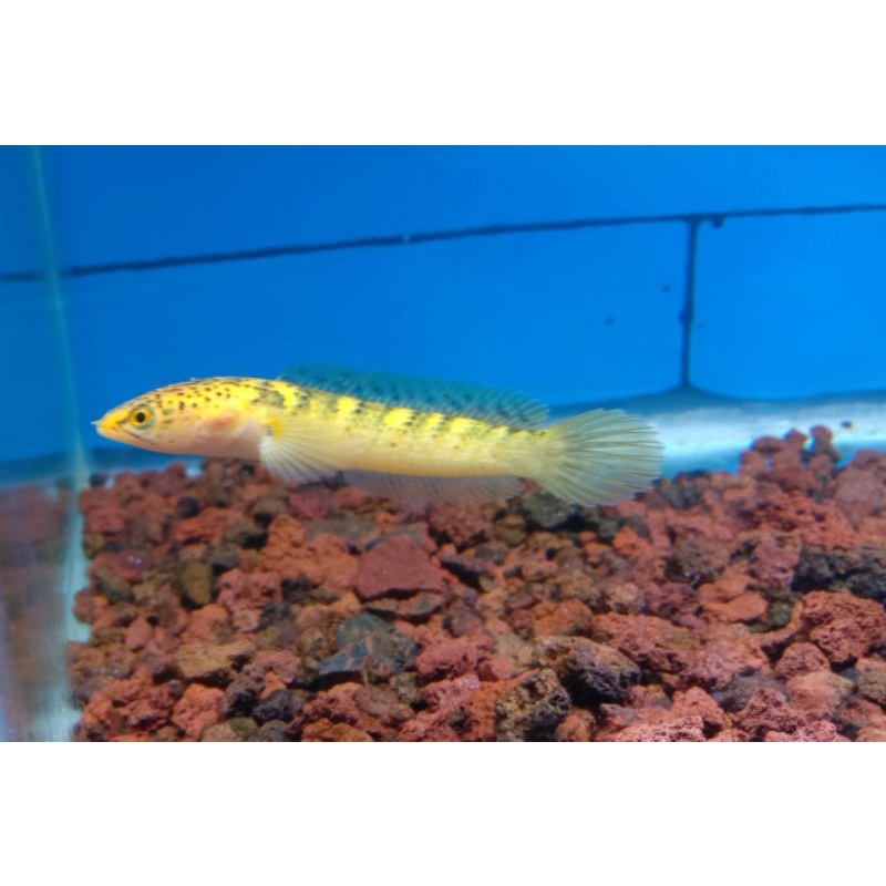 limbata golden tiger ukurran 7-8cm