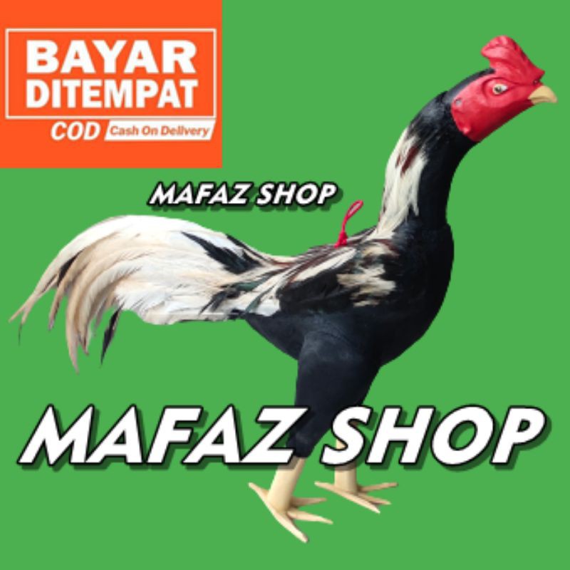 BONEKA AYAM UNTUK LATIHAN ADU - BONEKA AYAM JAGO BULU ASLI