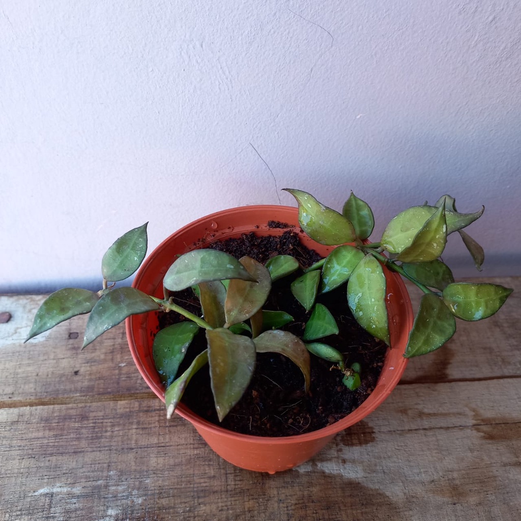 Hoya Lacunosa
