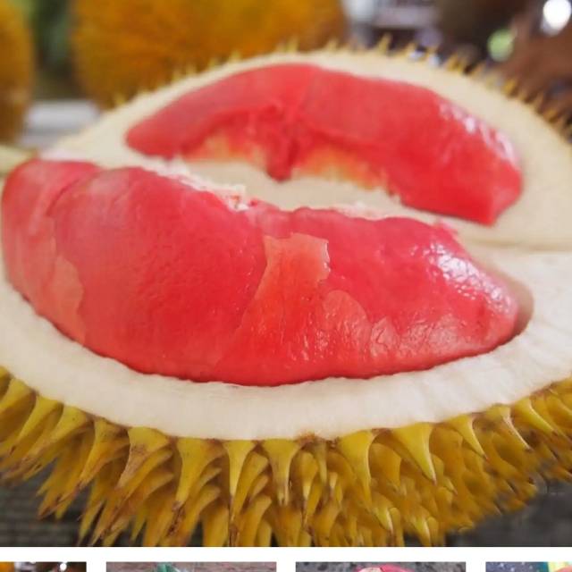 Bibit durian merah