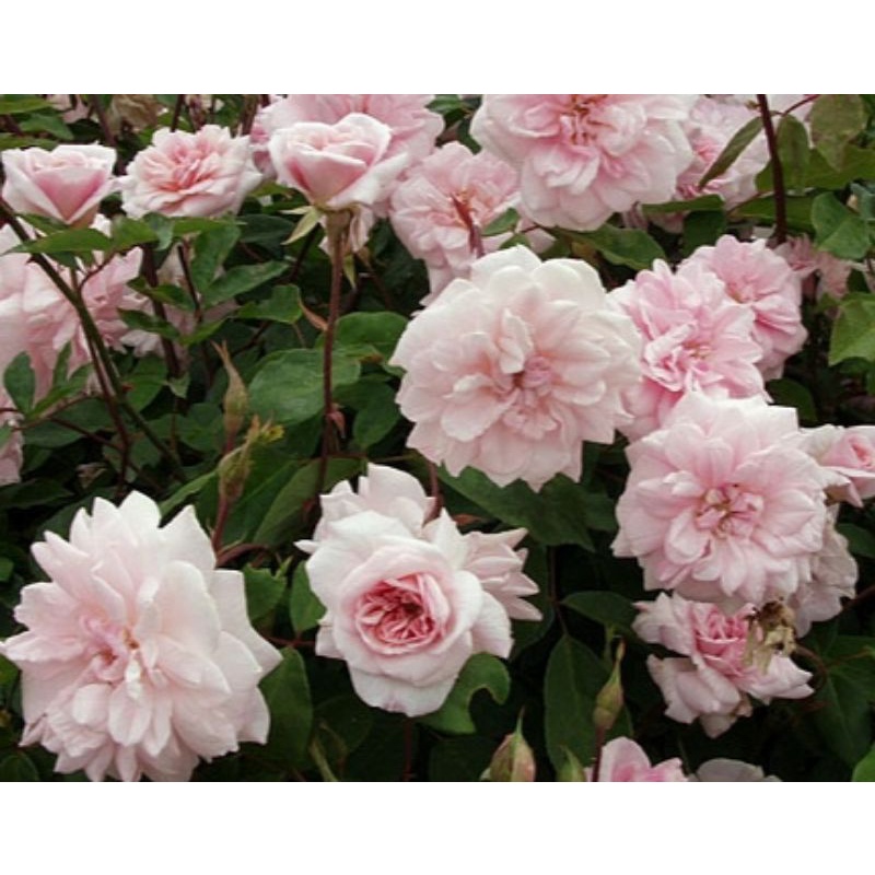 mawar import cacile brunner