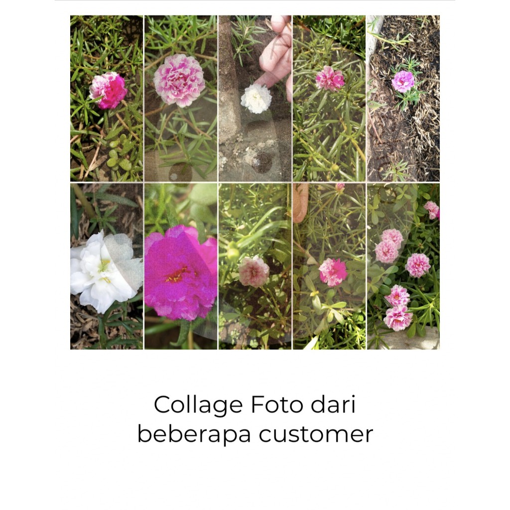 [Best Selling] 10 Seeds - Moss Rose Double Mix Haira Seed Biji Benih Bibit - SR0030