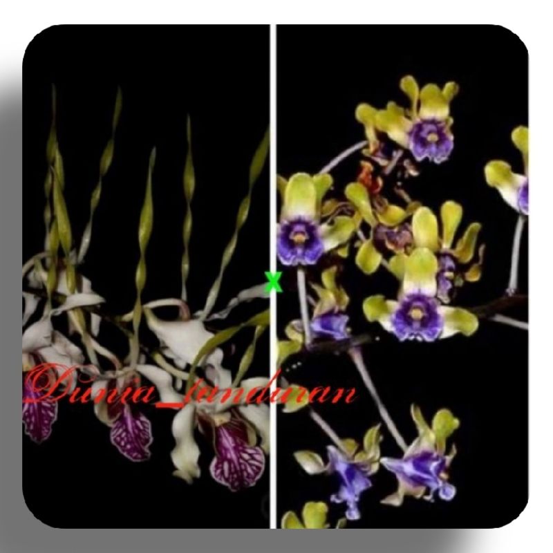 Anggrek Dendrobium Stratiotes X Violaceflavens Seedling