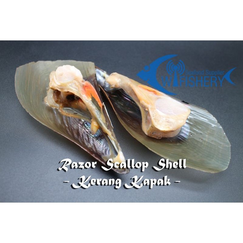 Jual Kerang Kapak Beku - Razor Scallop Shell | Shopee Indonesia