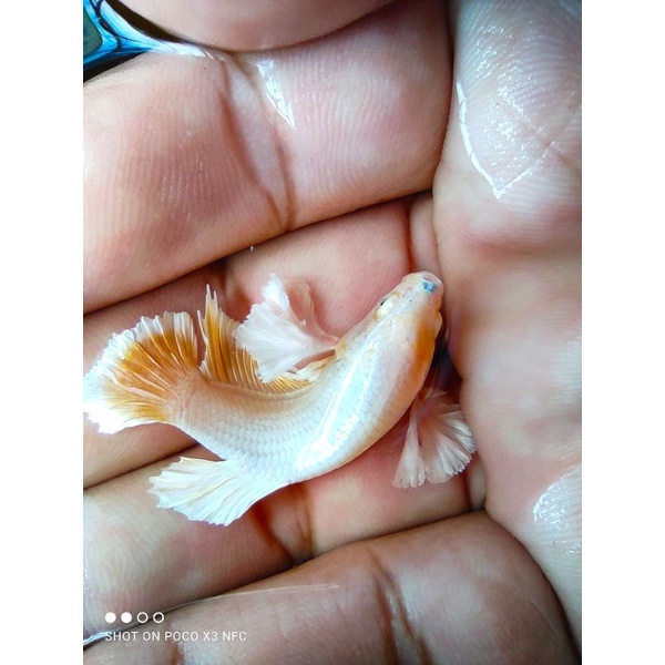 Ikan cupang Dumbo ear softgold