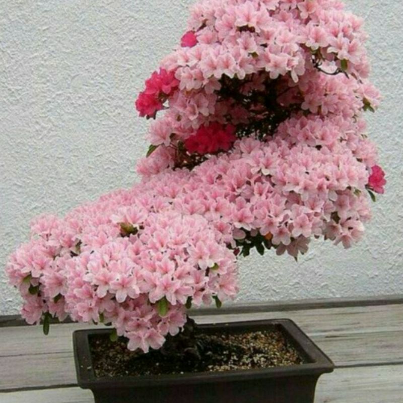 Bibit Bunga Sakura Jepang Asli Mini Berbunga