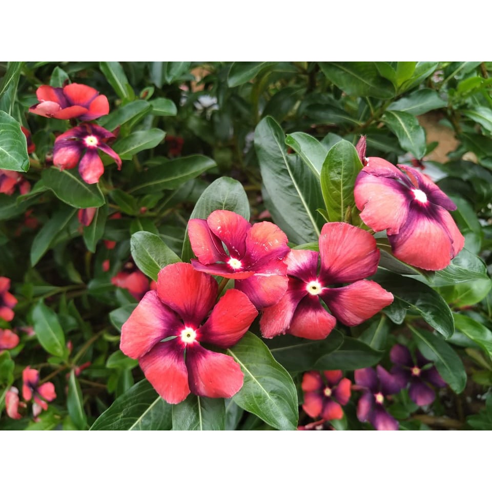 Benih Bibit Biji - Bunga Vinca Tattoo Papaya Flower Seeds