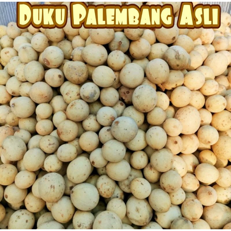 Duku Palembang Asli manis manis 1Kg TERMURAH