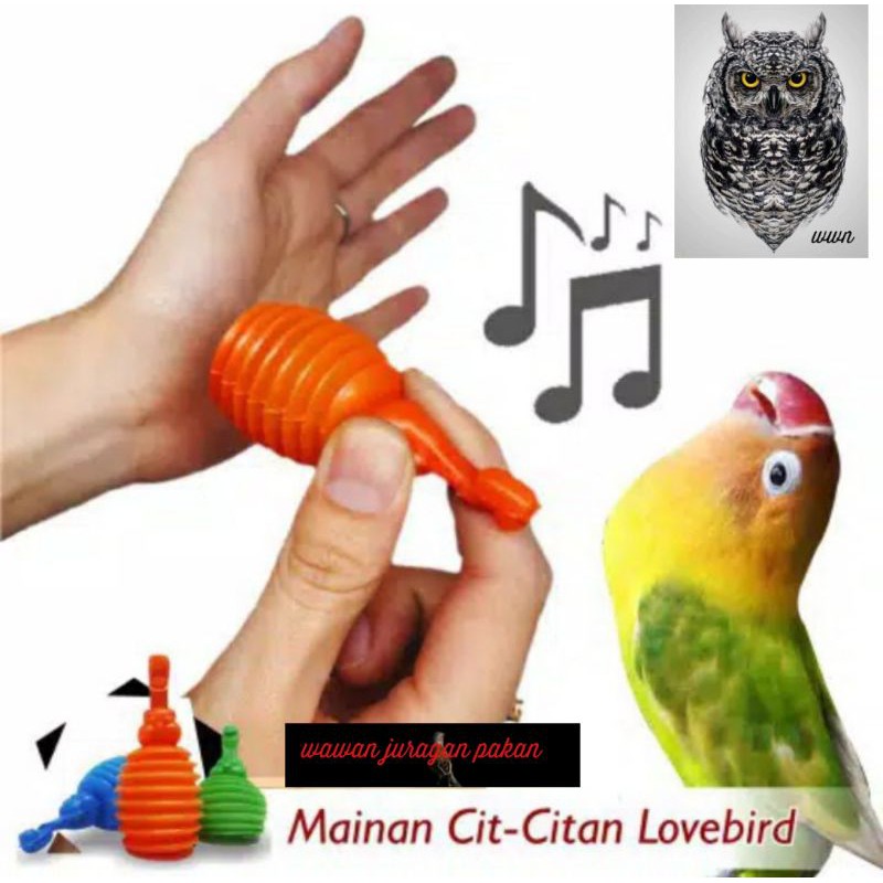 mainan lovebird, cit citan,cit-citan