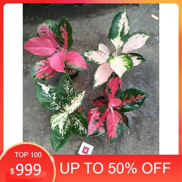 Paket 4 Bonggolan Aglonema Suksom White, Majesty Pelangi Petani Aglonema