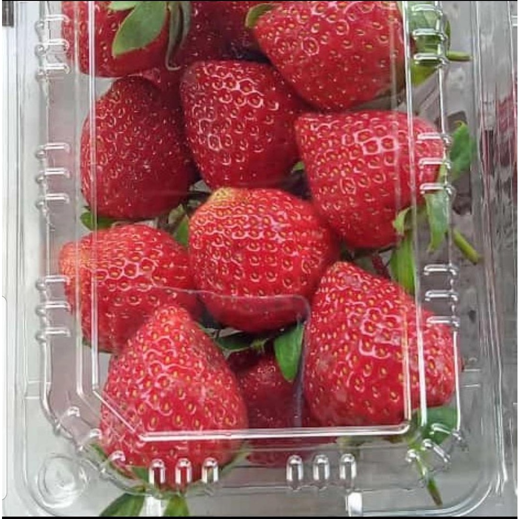 

STRAWBERRY PREMIUM ORGANIK FRESH 250gr / STRAWBERRY/ STRAWBERRY PREMIUM SEGAR