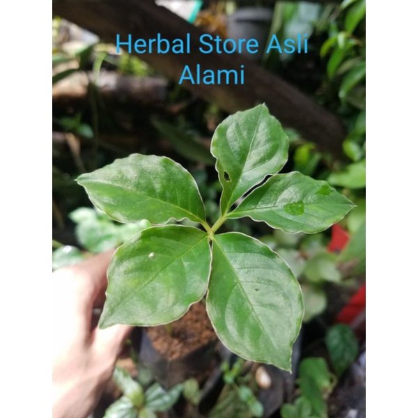 bibit porang sudah tumbuh asal bunga siap tanam