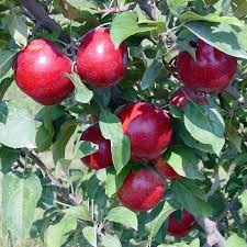 Bibit / Benih Biji Buah Apel Paradise Apple Fruit Seed Isi 10 Biji-1