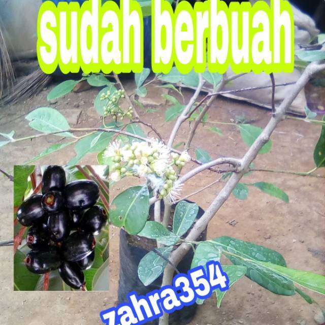 BIBIT DUWET HITAM UNGGUL OKULASI SUDAH BERBUAH / DUWET HITAM / JUWET HITAM / BIBIT BUAH / JAMBLANG