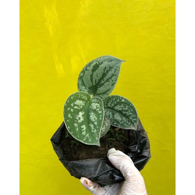 Scindapsus Argyraeus II