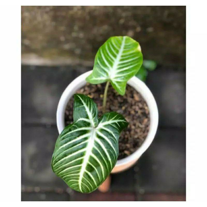 Keladi Xanthosoma Lindeni Asli Impor