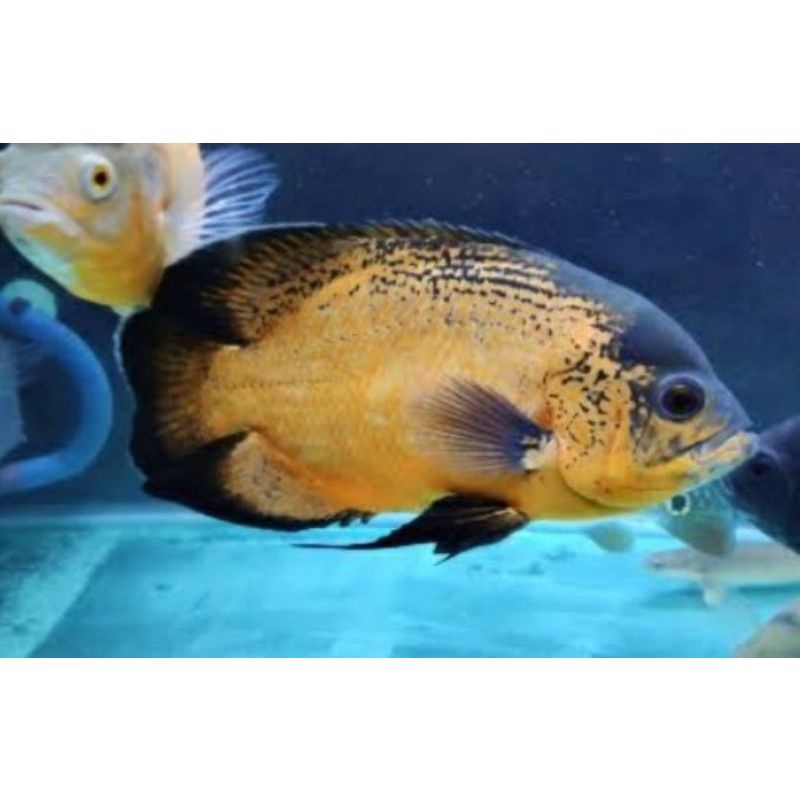 Ikan Predator Oscar Tembaga