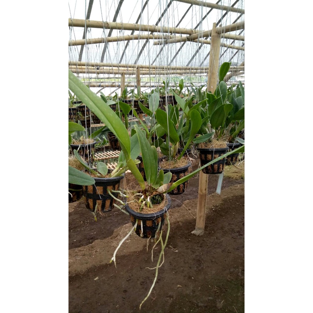 Anggrek Cattleya Hybrid Pra - Dewasa Murah - Bunga Besar dan Bervariasi