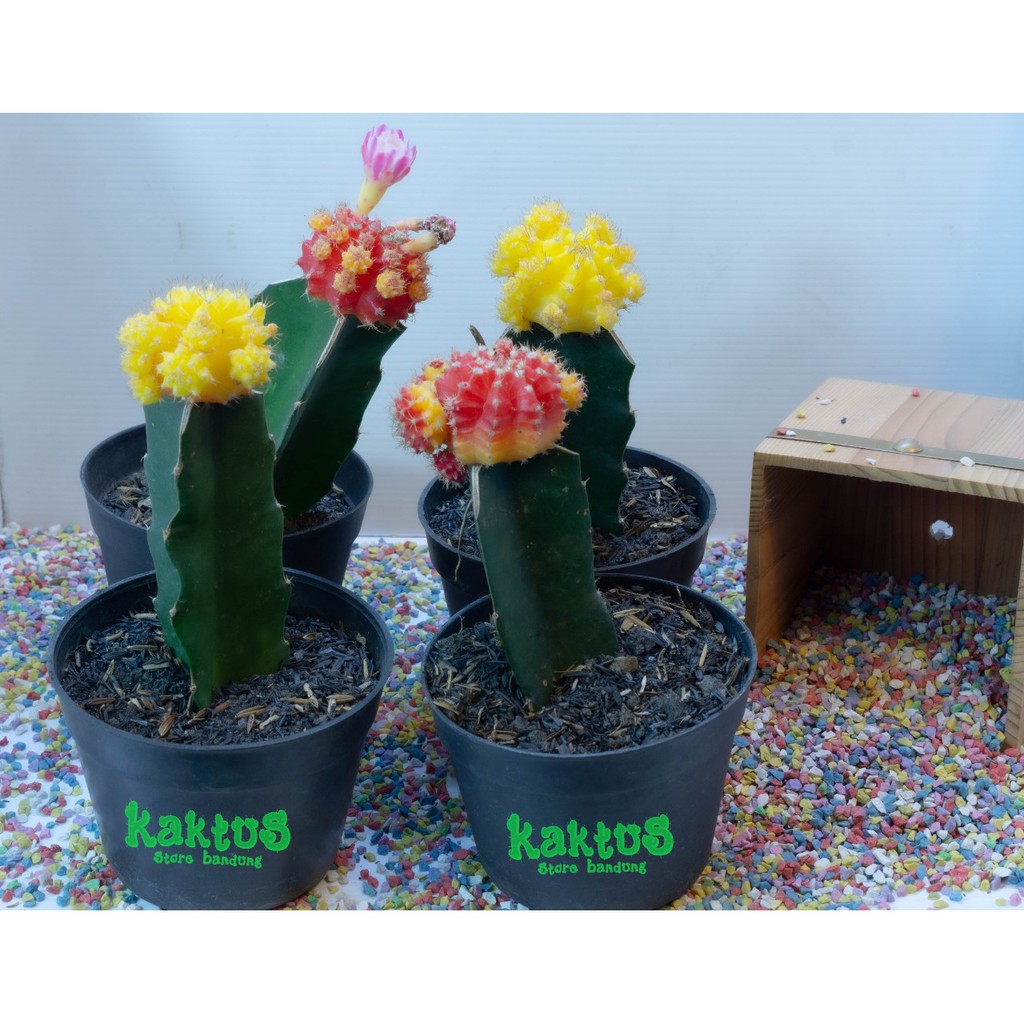 Kaktus Gymno Import Besar Pot Hitam 10cm