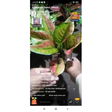 Aglonema Hengheng Mutasi