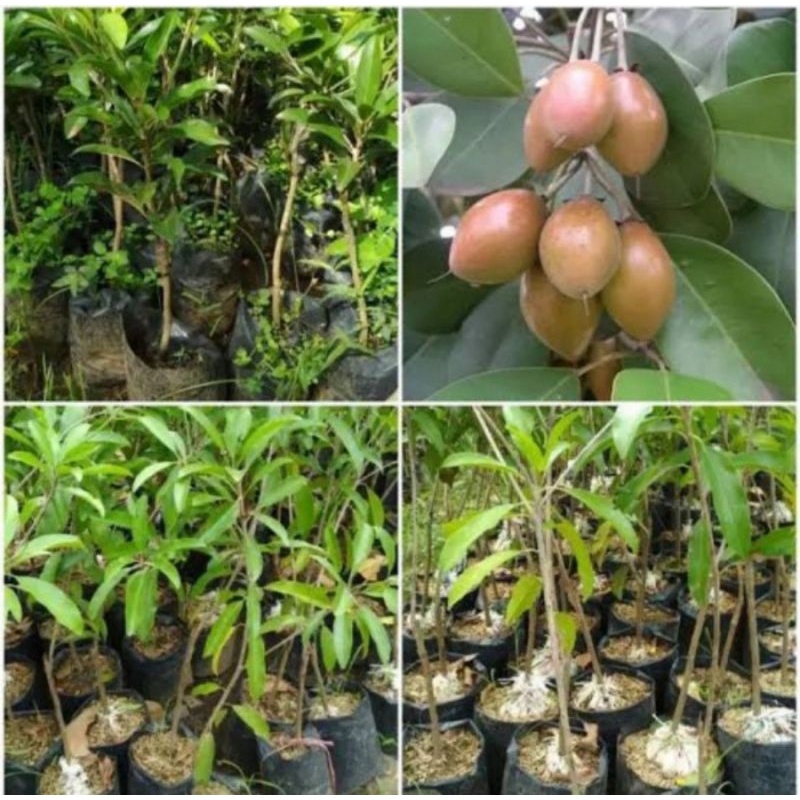 Bibit pohon sawo kecik/Tanaman buah sawo Kecik